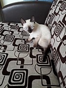 Химчистка мягкой мебели
