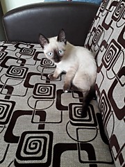 Химчистка мягкой мебели